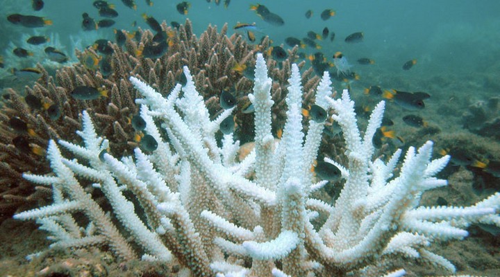 L'acidification des océans amplifie le blanchissement des coraux et les conduit à leur mort