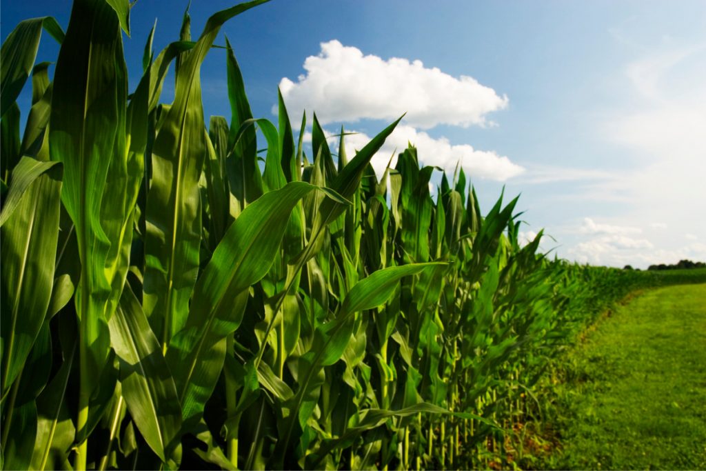 Une seule variété d’OGM est autorisée pour la culture sur le territoire de l’Union européenne : le maïs MON810, développé par l’entreprise Monsanto