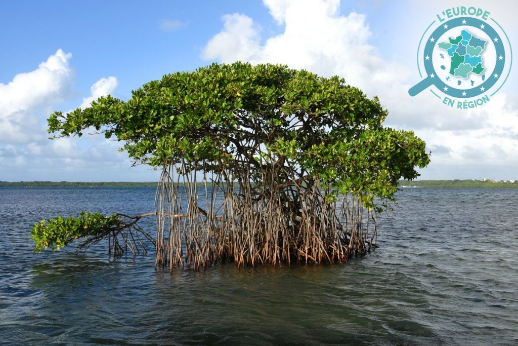 Il y a 27 hectares de mangroves dans la zone de Jarry en Guadeloupe : elles captent l’oxygène, évacuent le sel et abritent de nombreuses espèces de poissons