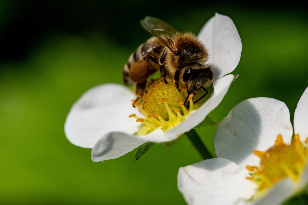 Selon l'Office français de la biodiversité, au niveau européen, 84 % des espèces végétales cultivées dépendent directement des pollinisateurs comme les abeilles