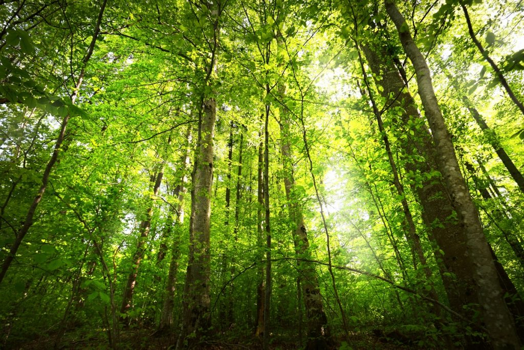 Environ 40 % de la surface de l'Union européenne est couverte de forêts