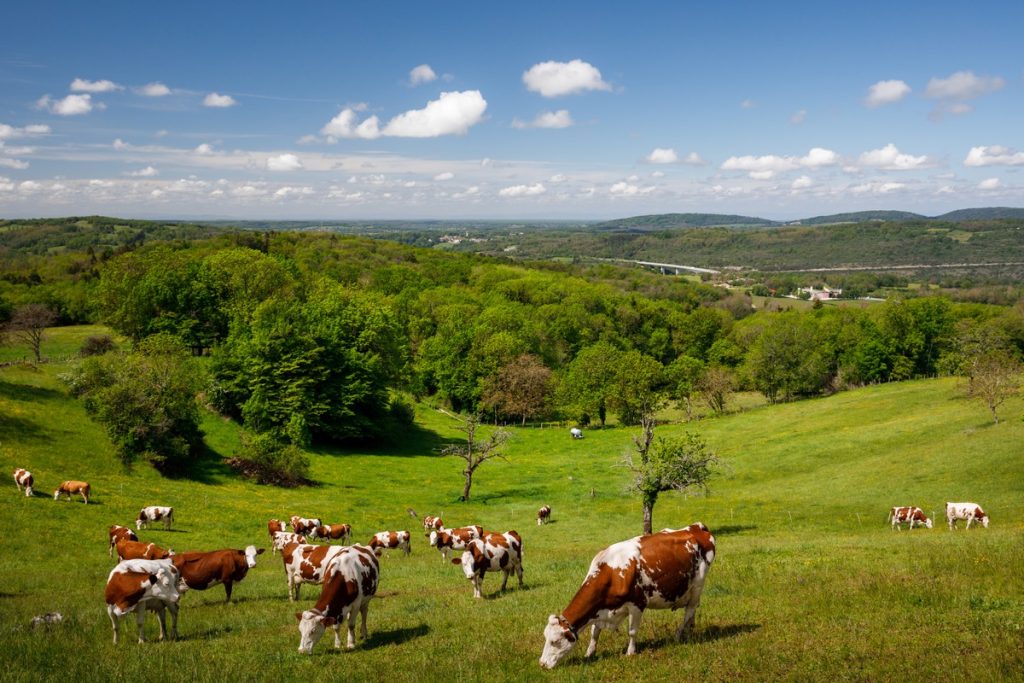 En France, la filière bovine est responsable de 41 % des émissions de CO2 du secteur agricole, selon l'INRAE