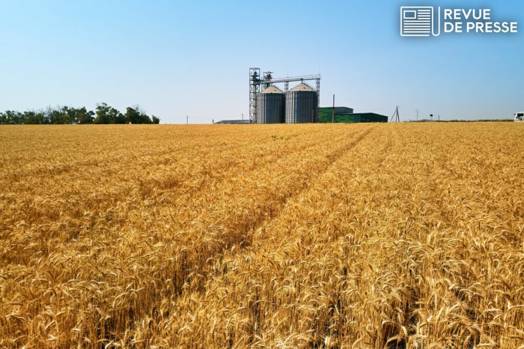 L'accord trouvé mercredi 27 mars par les ministres de l'Agriculture des Vingt-Sept prévoit de durcir le plafonnement de certaines importations agricoles venant d'Ukraine, sans toutefois restreindre les volumes de blé importés - Crédits : artiemedvedev / iStock